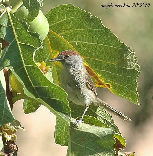 Capinera Sylvia atricapilla after the rain